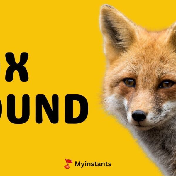 What Sound Does A Fox Make & How Does It Sound Like