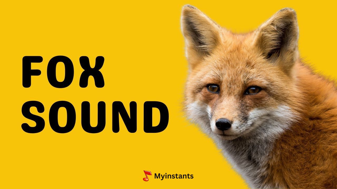 What Sound Does A Fox Make & How Does It Sound Like? - Myinstants