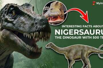 What Dinosaur has 500 teeth - Nigersaurus