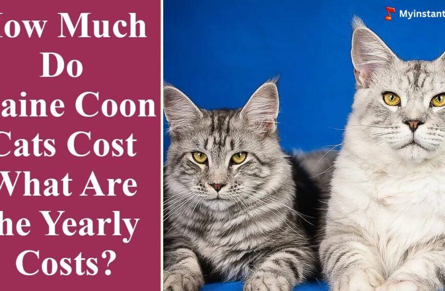 Maine Coon Cat Price - How much does Maine Coon Cat cost?