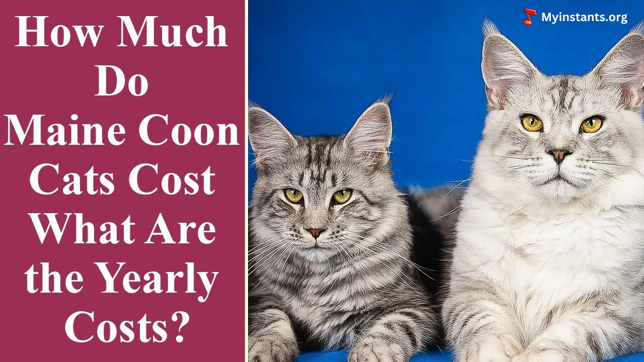 Maine Coon Cat Price - How much does Maine Coon Cat cost?