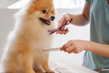 Professional Dog Grooming At Home In NYC