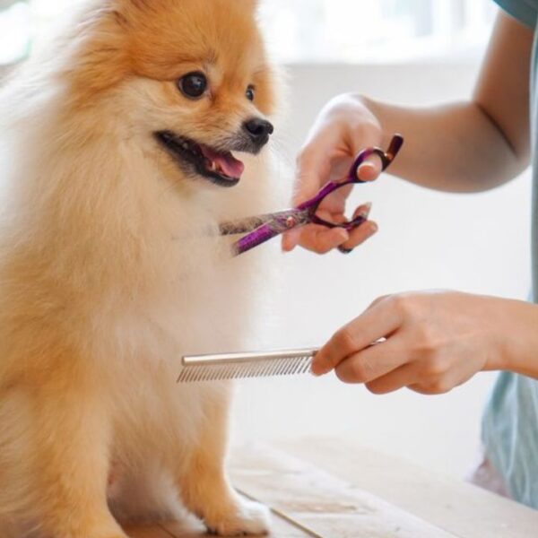 Professional Dog Grooming At Home In NYC