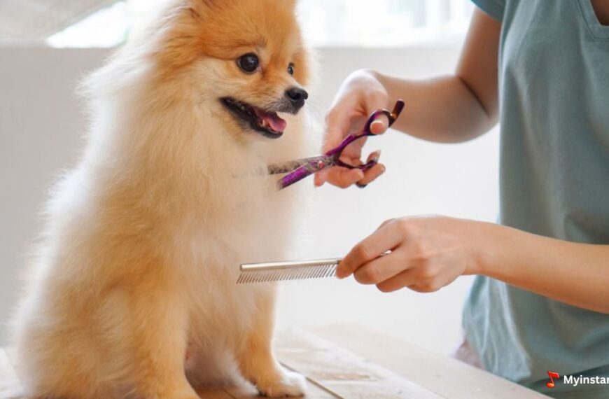 Professional Dog Grooming At Home In NYC