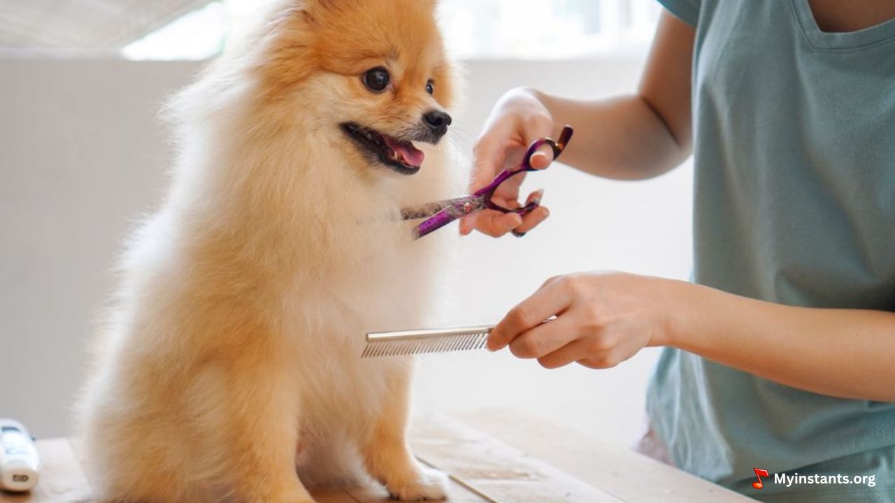 Professional Dog Grooming At Home In NYC